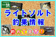 ライトソルト釣果