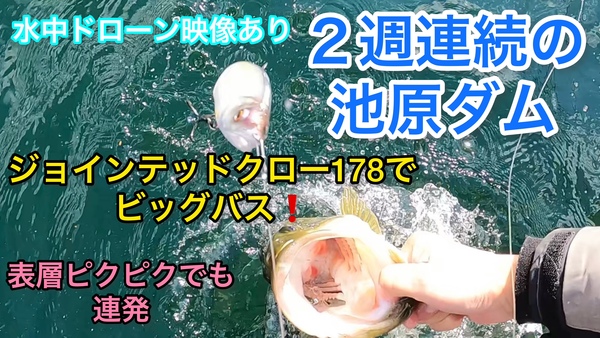 葛の葉店スタッフ　池原ダム釣果情報　【２０２１年１１月２５日】サムネイル