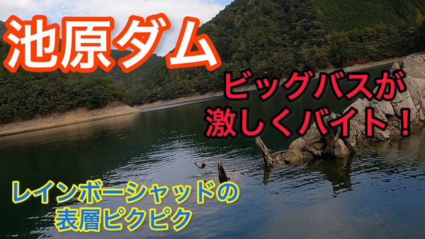 葛の葉店スタッフ　池原ダム釣果情報　【２０２１年１１月１８日】サムネイル