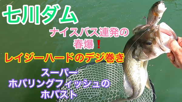 葛の葉店スタッフ　七川ダム釣果情報　【２０２２年４月１３日】サムネイル