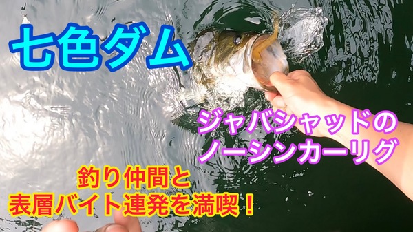 葛の葉店スタッフ　七色ダム釣果情報　【２０２２年５月１９日】サムネイル