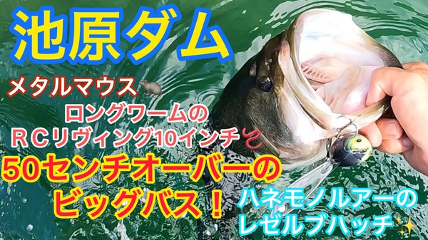 葛の葉店スタッフ　池原ダム釣果情報　【２０２２年８月４日】サムネイル