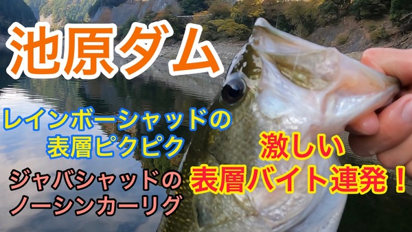 葛の葉店スタッフ　池原ダム釣果情報　【２０２２年１１月１７日】サムネイル