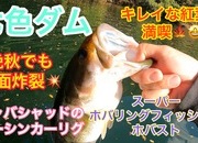 葛の葉店スタッフ　七色ダム釣果情報　【２０２２年１１月１６日】サムネイル
