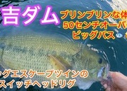 葛の葉店スタッフ　日吉ダム釣果情報　【２０２２年１１月２日】サムネイル