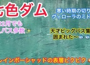 葛の葉店スタッフ　七色ダム釣果情報　【２０２２年１２月１３日】サムネイル