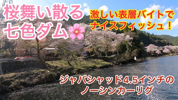 葛の葉店スタッフ　七色ダム釣果情報　【２０２３年３月２９日】サムネイル