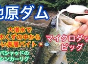 葛の葉店スタッフ　池原ダム釣果情報　【２０２３年６月１４日】サムネイル