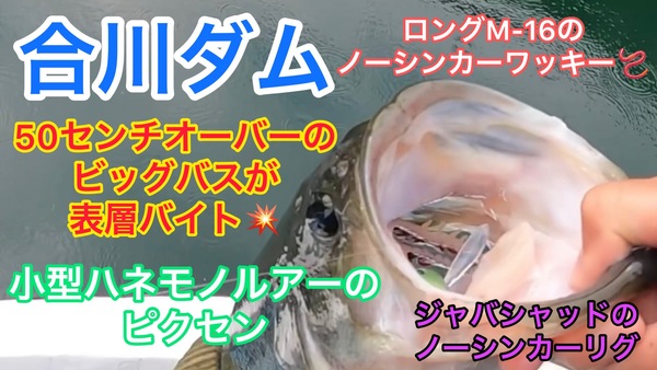 葛の葉店スタッフ　合川ダム釣果情報　【２０２３年５月３１日】サムネイル