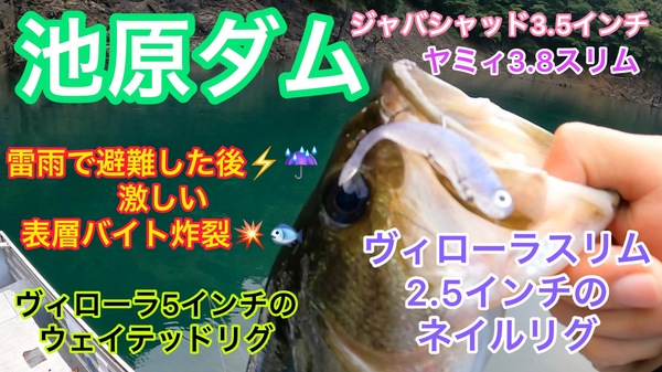 葛の葉店スタッフ　池原ダム釣果情報　【２０２３年７月２７日】サムネイル