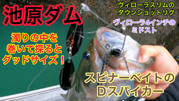 葛の葉店スタッフ　池原ダム釣果情報　【２０２３年９月７日】サムネイル