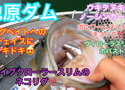 葛の葉店スタッフ　池原ダム釣果情報　【２０２３年８月２４日】サムネイル