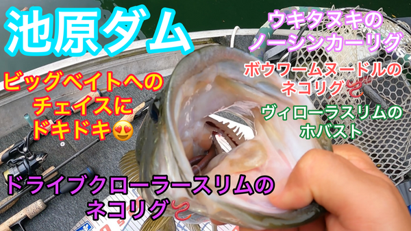 葛の葉店スタッフ　池原ダム釣果情報　【２０２３年８月２４日】サムネイル