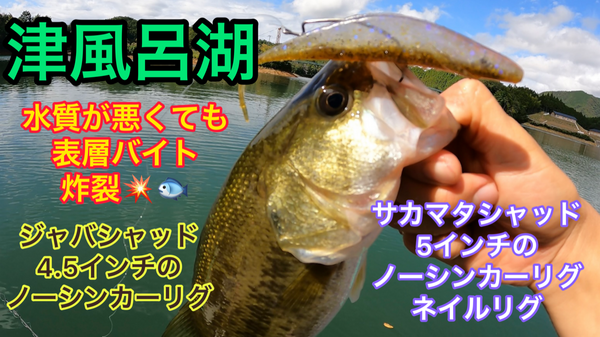 葛の葉店スタッフ　津風呂湖釣果情報　【２０２３年１０月４日】サムネイル