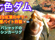 葛の葉店スタッフ　七色ダム釣果情報　【２０２３年１１月２２日】サムネイル