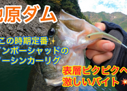 葛の葉店スタッフ　池原ダム釣果情報　【２０２３年１１月２３日】サムネイル