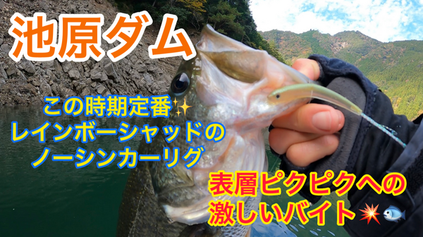 葛の葉店スタッフ　池原ダム釣果情報　【２０２３年１１月２３日】サムネイル