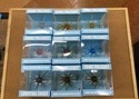 （新製品入荷情報）ハイドアップ　コイケフルキャスト　入荷致しました！（寝屋川店）サムネイル