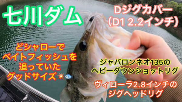 葛の葉店スタッフ　七川ダム釣果情報　【２０２４年４月１８日】サムネイル