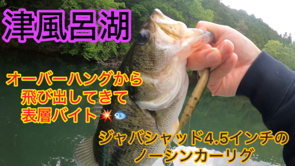 葛の葉店スタッフ　津風呂湖釣果情報　【２０２４年５月８日】サムネイル