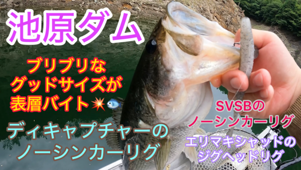 葛の葉店スタッフ　池原ダム釣果情報　【２０２４年６月１３日】サムネイル