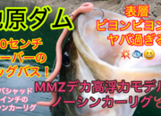 葛の葉店スタッフ　池原ダム釣果情報　【２０２４年８月２２日】サムネイル