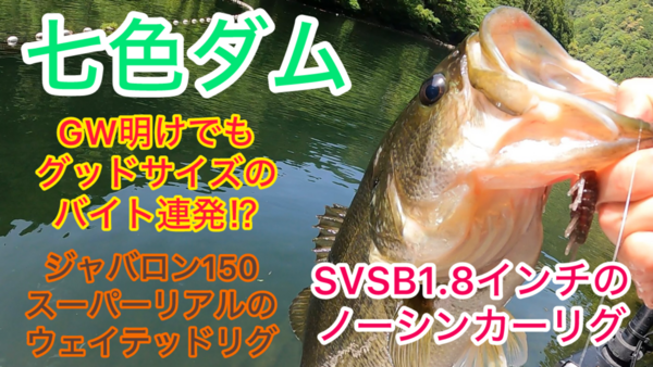 葛の葉店スタッフ　七色ダム釣果情報　【２０２５年５月７日】サムネイル