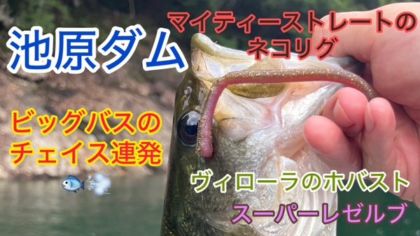 葛の葉店スタッフ　池原ダム釣果情報　【２０２５年６月２６日】サムネイル