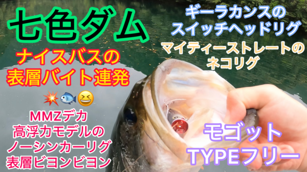 葛の葉店スタッフ　七色ダム釣果情報　【２０２５年６月２５日】サムネイル