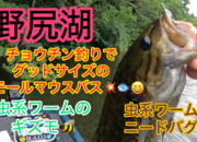 葛の葉店スタッフ　「番外編」野尻湖スモールマウスバス釣果情報（二日目）【２０２５年７月１７日】サムネイル