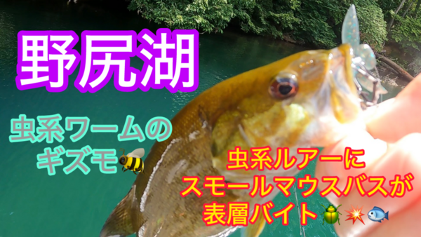 葛の葉店スタッフ　「番外編」野尻湖スモールマウスバス釣果情報（一日目）【２０２５年７月１６日】サムネイル