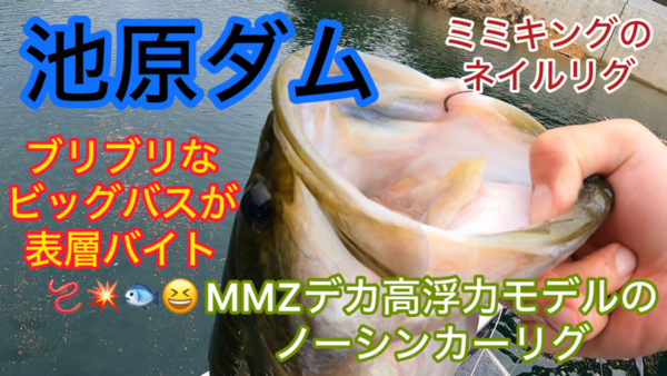 葛の葉店スタッフ　池原ダム釣果情報　【２０２５年８月７日】サムネイル