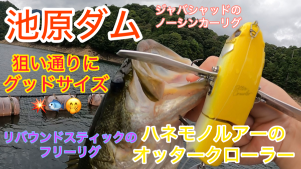 葛の葉店スタッフ　池原ダム釣果情報　【２０２５年９月１１日】サムネイル