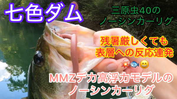 葛の葉店スタッフ　七色ダム釣果情報　【２０２５年９月１０日】サムネイル