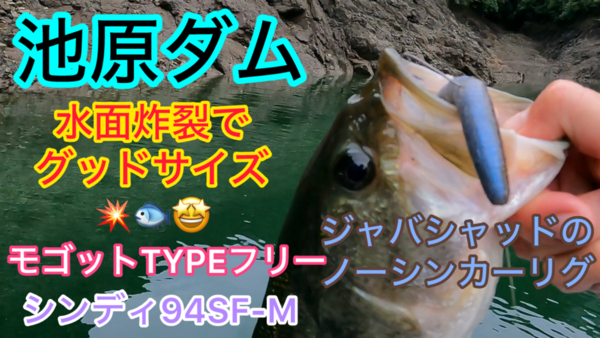 葛の葉店スタッフ　池原ダム釣果情報　【２０２５年１０月２３日】サムネイル