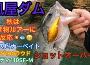 葛の葉店スタッフ　風屋ダム釣果情報　【２０２５年１１月１３日】サムネイル