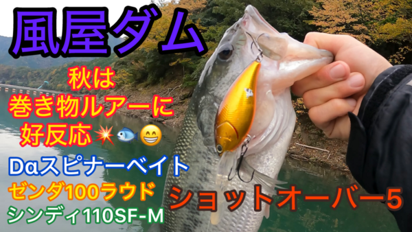 葛の葉店スタッフ　風屋ダム釣果情報　【２０２５年１１月１３日】サムネイル