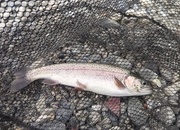 寝屋川店スタッフ　芥川マス釣り場釣果情報「２０２５年　１２月１日」サムネイル