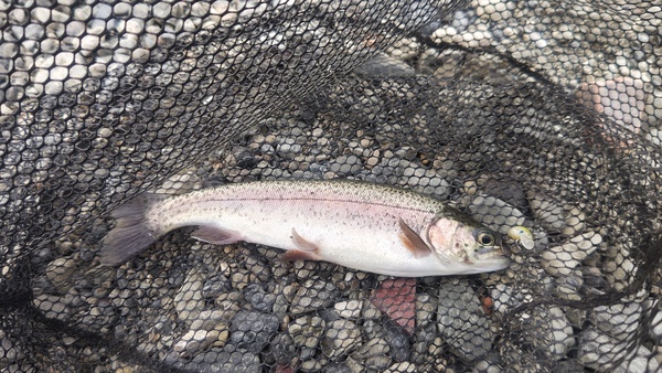 寝屋川店スタッフ　芥川マス釣り場釣果情報「２０２５年　１２月１日」サムネイル