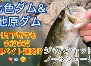 葛の葉店スタッフ　池原ダム釣果情報　【２０２５年１１月２７日】サムネイル