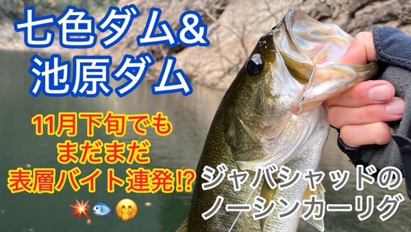 葛の葉店スタッフ　池原ダム釣果情報　【２０２５年１１月２７日】サムネイル