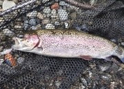 寝屋川店スタッフ　芥川マス釣り場釣果情報「２０２６年　１月１３日」サムネイル