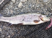 寝屋川店スタッフ　芥川マス釣り場釣果情報「２０２６年　２月１６日」サムネイル