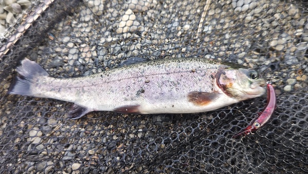 寝屋川店スタッフ　芥川マス釣り場釣果情報「２０２６年　２月１６日」サムネイル