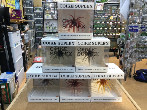 【最新釣具買取情報☆第２弾☆】「ハイドアップ×スープレックス　コイケスープレックス」買取り入荷致しました。（つりどうぐ一休　葛の葉店）サムネイル