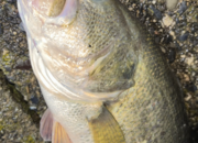 守山店スタッフ　【2026年3月　4、5日】琵琶湖釣果情報！つりどうぐ一休滋賀守山店サムネイル