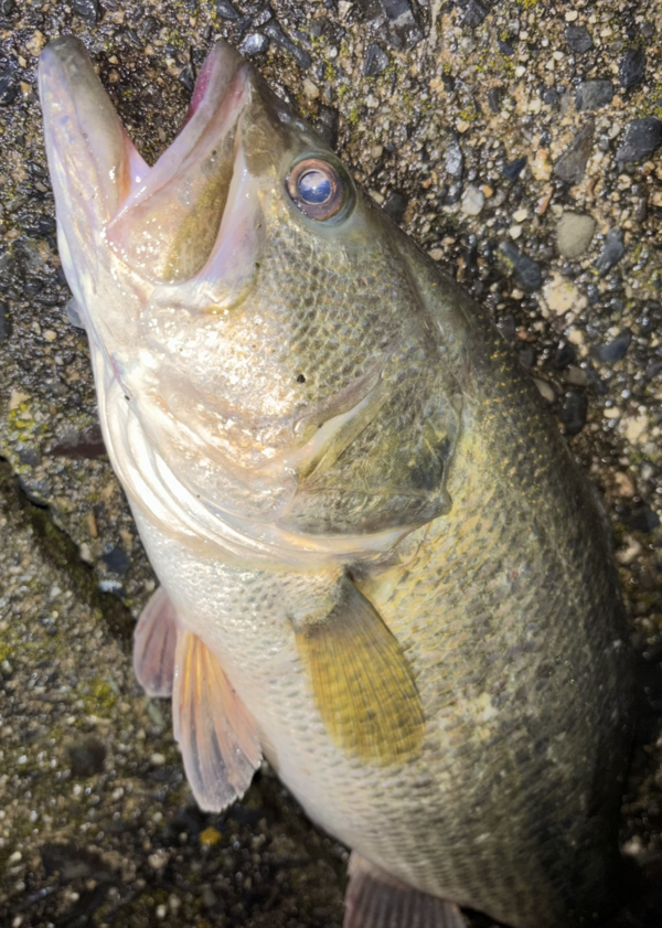 守山店スタッフ　【2026年3月　4、5日】琵琶湖釣果情報！つりどうぐ一休滋賀守山店サムネイル