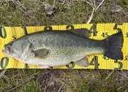 【2026年3月16,17,18日】琵琶湖釣果情報！つりどうぐ一休滋賀守山店サムネイル