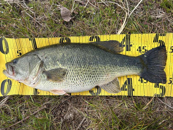 【2026年3月16,17,18日】琵琶湖釣果情報！つりどうぐ一休滋賀守山店サムネイル