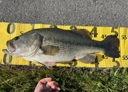 守山店スタッフ【2026年3月27日】琵琶湖釣果情報！つりどうぐ一休滋賀守山店サムネイル